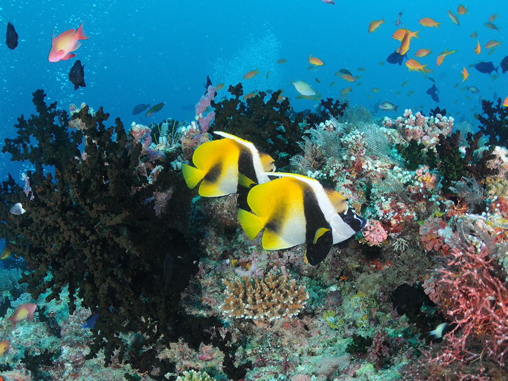 ダイビング イメージ写真