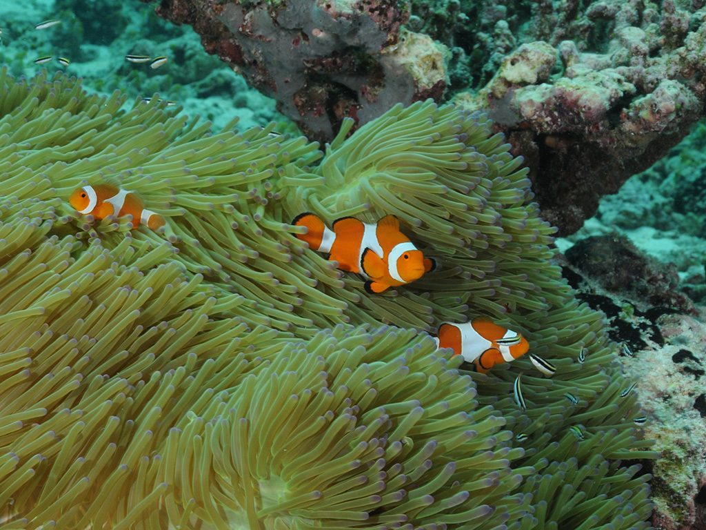 ダイビング イメージ写真