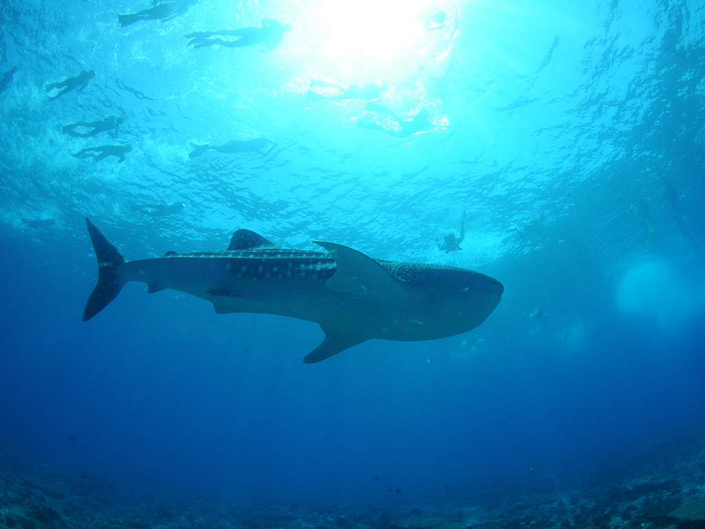 ダイビング イメージ写真