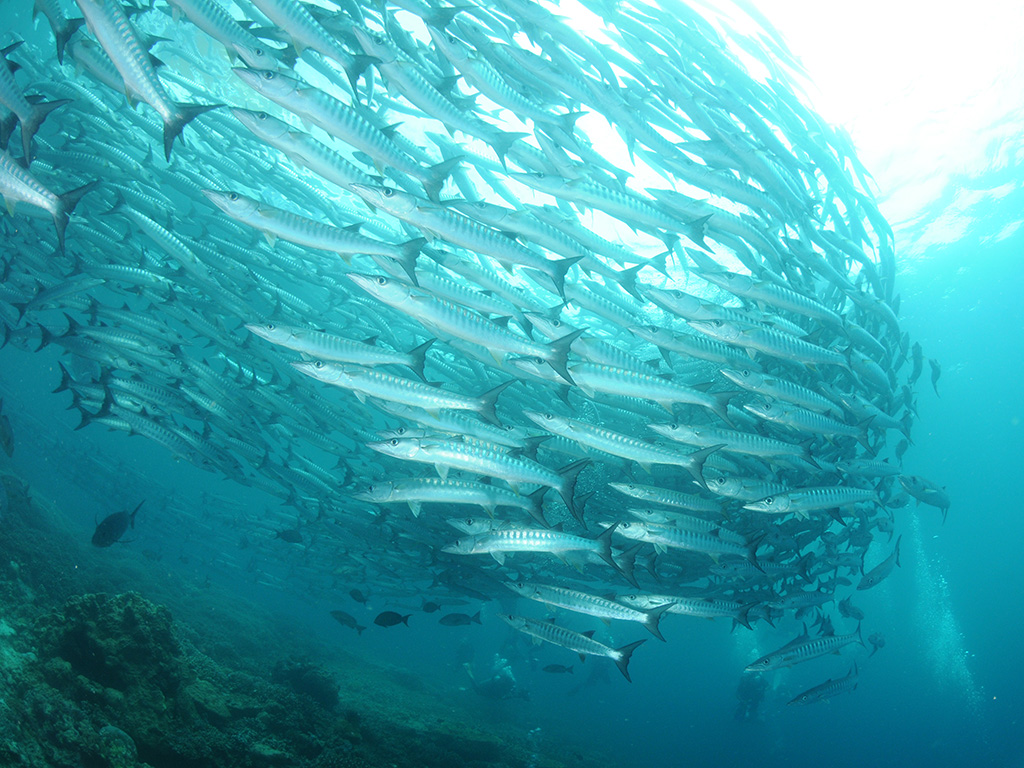 ダイビング イメージ写真